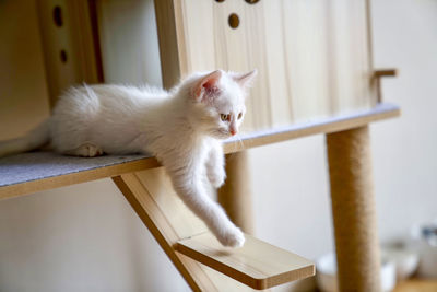 White cat on table at home