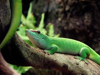 Close-up of lizard on tree