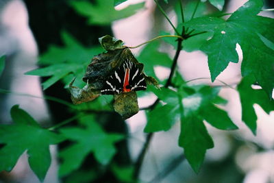 Close-up of butterfly on leaf