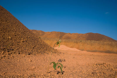 Plant growing on field by sand dunes against clear blue sky
