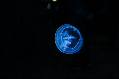 Close-up of jellyfish swimming in water