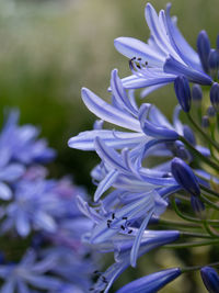 Close-up of purple flowering plant