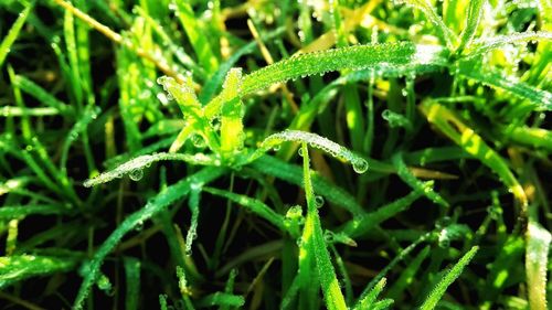 Close-up of dew drops on grass