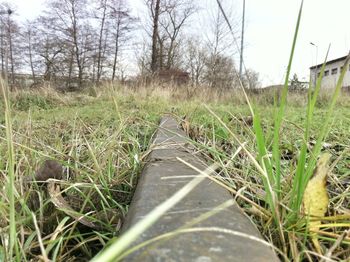 Plants growing on grassy field