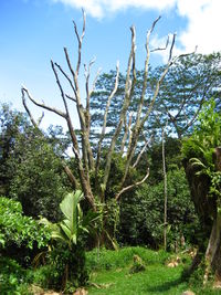 Plants and trees on field against sky