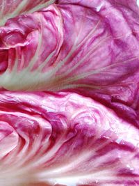 Macro shot of pink flower