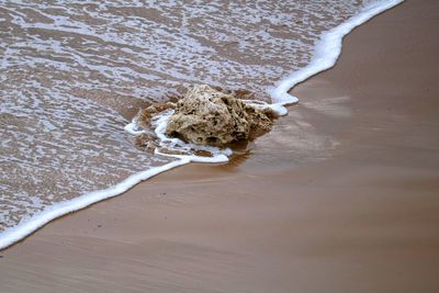 High angle view of a bird on beach