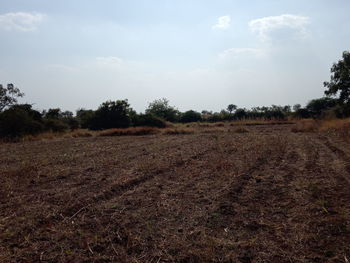 Scenic view of field against sky