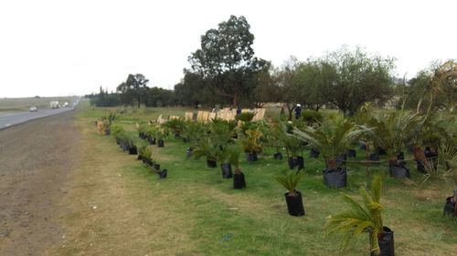 Trees growing on field