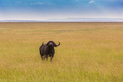 Horse in a field