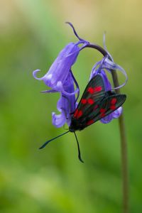 Close-up of insect on purple flower