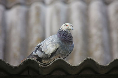 Close-up of pigeon perching on roof