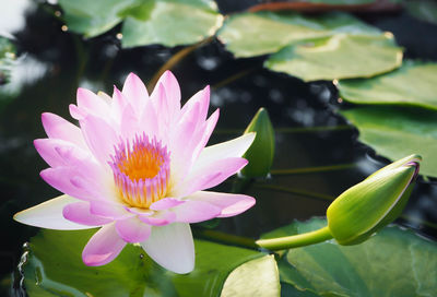 Close-up of pink lotus water lily in pond