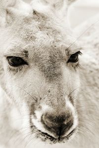 Close-up portrait of dog