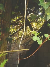 Close-up of fresh green plants