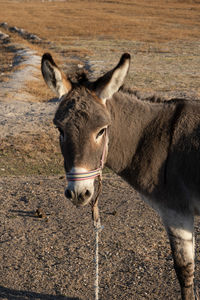 Portrait of a horse