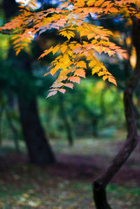 Close-up of maple leaves on tree