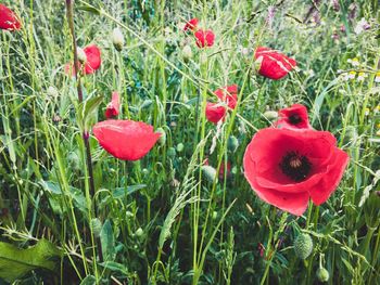 Close-up of red poppy flower in field