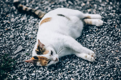 Cat sleeping on street