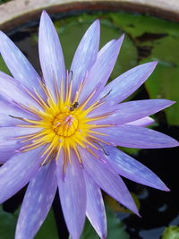 Close-up of insect on flower blooming outdoors