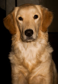 Close-up portrait of golden retriever