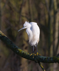 Close-up of gray heron perching on branch