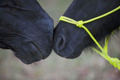 Close-up of black horse