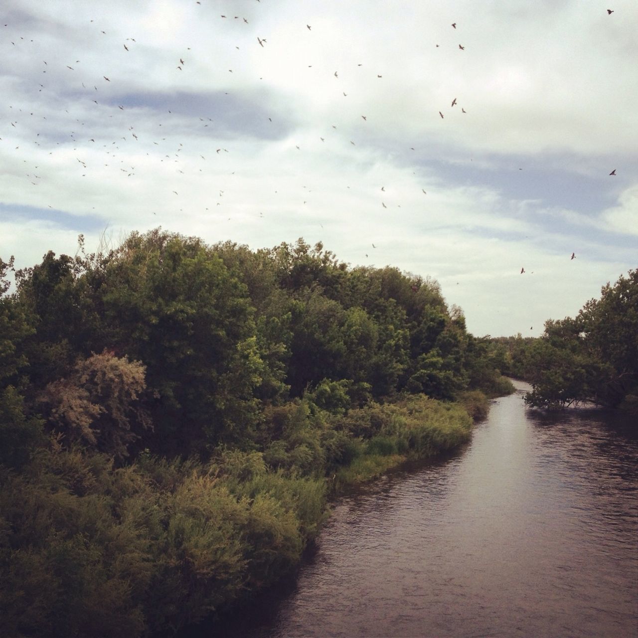 water, sky, cloud - sky, bird, tree, cloudy, tranquil scene, animal themes, nature, tranquility, cloud, animals in the wild, lake, scenics, beauty in nature, wildlife, river, flying, waterfront, growth