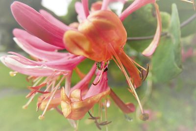 Close-up of insect on pink flower