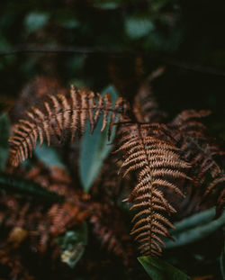 High angle view of dry fern plant in forest 