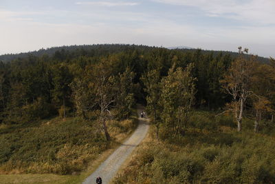 Dirt road amidst trees in forest against sky