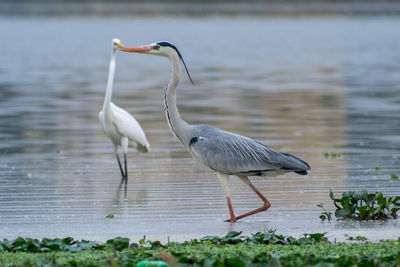 Bird on a lake