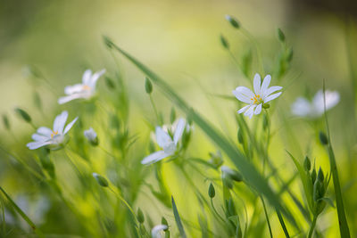 Close-up of flowers blooming in field