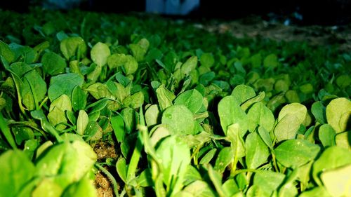 Close-up of green leaves