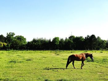 Horse grazing on field against clear sky