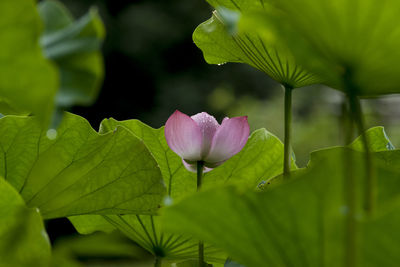 Close-up of pink lotus water lily