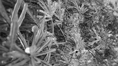 High angle view of plants on field