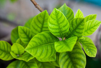 Close-up of green leaves