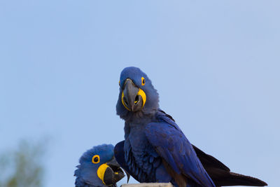 Low angle view of a bird