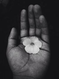 Close-up of hand holding flower over black background