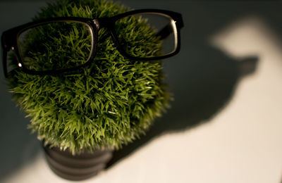 Close-up of potted plant on table