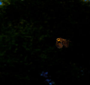 Close-up of an animal against blurred background