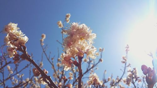 Close-up of fresh flowers against clear blue sky