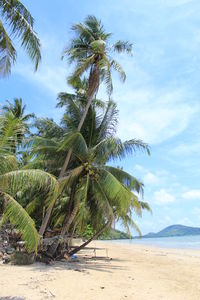 Palm trees on beach against sky