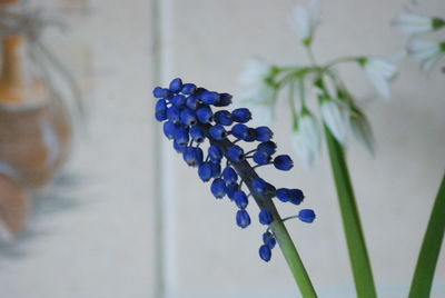 Close-up of purple flowering plant