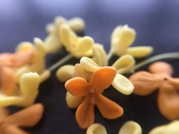 Close-up of flowers