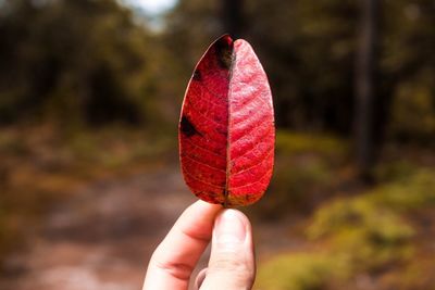 Close-up of person holding red leaf