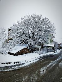 Snow covered tree by building against sky