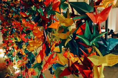Close-up of maple leaves