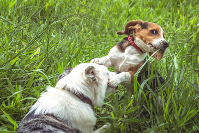 High angle view of dogs fighting on grassy field